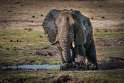 013 Botswana, Chobe NP, olifant